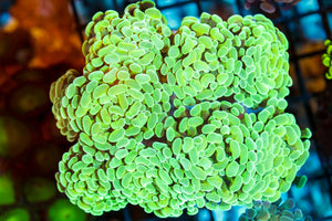 wholesale_coral - saltwater_fish saltwater_coral - rare corals - coralsdepot - Corals_Depot - live_corals - eye - catching - coral quality_marine_fish - quality - marine discoun