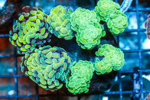 wholesale_coral - saltwater_fish saltwater_coral - rare corals - coralsdepot - Corals_Depot - live_corals - eye - catching - coral quality_marine_fish - quality - marine discoun
