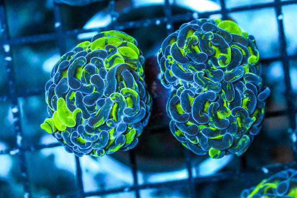wholesale_coral - saltwater_fish saltwater_coral - rare corals - coralsdepot - Corals_Depot - live_corals - eye - catching - coral quality_marine_fish - quality - marine discoun