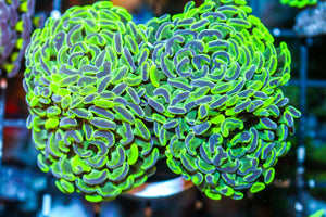 wholesale_coral - saltwater_fish saltwater_coral - rare corals - coralsdepot - Corals_Depot - live_corals - eye - catching - coral quality_marine_fish - quality - marine discoun