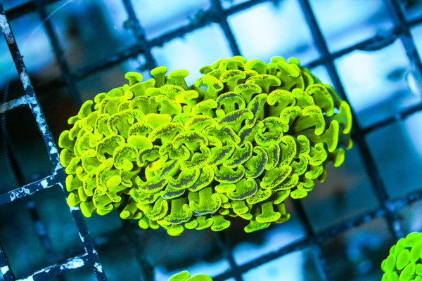 wholesale_coral - saltwater_fish saltwater_coral - rare corals - coralsdepot - Corals_Depot - live_corals - eye - catching - coral quality_marine_fish - quality - marine discoun