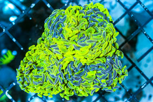 wholesale_coral - saltwater_fish saltwater_coral - rare corals - coralsdepot - Corals_Depot - live_corals - eye - catching - coral quality_marine_fish - quality - marine discoun