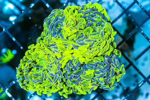 wholesale_coral - saltwater_fish saltwater_coral - rare corals - coralsdepot - Corals_Depot - live_corals - eye - catching - coral quality_marine_fish - quality - marine discoun