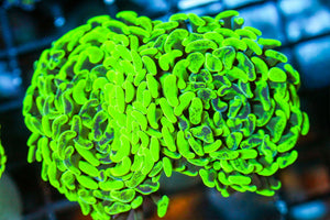 wholesale_coral - saltwater_fish saltwater_coral - rare corals - coralsdepot - Corals_Depot - live_corals - eye - catching - coral quality_marine_fish - quality - marine discoun