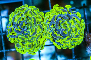 wholesale_coral - saltwater_fish saltwater_coral - rare corals - coralsdepot - Corals_Depot - live_corals - eye - catching - coral quality_marine_fish - quality - marine discoun