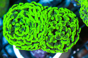 wholesale_coral - saltwater_fish saltwater_coral - rare corals - coralsdepot - Corals_Depot - live_corals - eye - catching - coral quality_marine_fish - quality - marine discoun