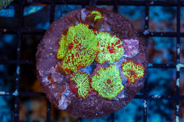 wholesale_coral - saltwater_fish saltwater_coral - rare corals - coralsdepot - Corals_Depot - live_corals - eye - catching - coral quality_marine_fish - quality - marine discoun