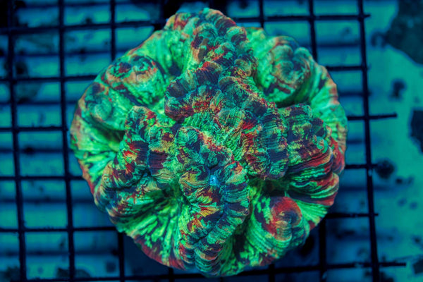 wholesale_coral - saltwater_fish saltwater_coral - rare corals - coralsdepot - Corals_Depot - live_corals - eye - catching - coral quality_marine_fish - quality - marine discoun
