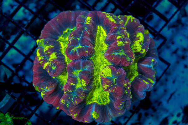 wholesale_coral - saltwater_fish saltwater_coral - rare corals - coralsdepot - Corals_Depot - live_corals - eye - catching - coral quality_marine_fish - quality - marine discoun