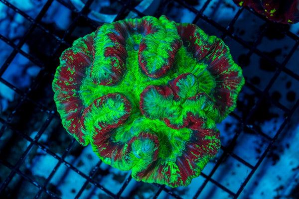 wholesale_coral - saltwater_fish saltwater_coral - rare corals - coralsdepot - Corals_Depot - live_corals - eye - catching - coral quality_marine_fish - quality - marine discoun