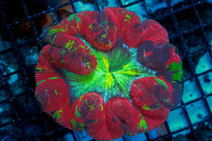 wholesale_coral - saltwater_fish saltwater_coral - rare corals - coralsdepot - Corals_Depot - live_corals - eye - catching - coral quality_marine_fish - quality - marine discoun