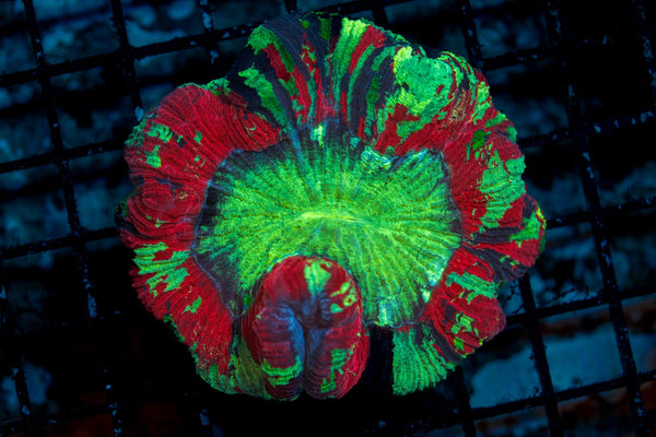 wholesale_coral - saltwater_fish saltwater_coral - rare corals - coralsdepot - Corals_Depot - live_corals - eye - catching - coral quality_marine_fish - quality - marine discoun