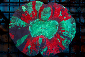 wholesale_coral - saltwater_fish saltwater_coral - rare corals - coralsdepot - Corals_Depot - live_corals - eye - catching - coral quality_marine_fish - quality - marine discoun