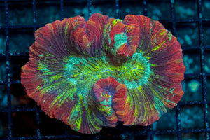 wholesale_coral - saltwater_fish saltwater_coral - rare corals - coralsdepot - Corals_Depot - live_corals - eye - catching - coral quality_marine_fish - quality - marine discoun