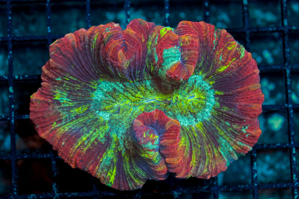 wholesale_coral - saltwater_fish saltwater_coral - rare corals - coralsdepot - Corals_Depot - live_corals - eye - catching - coral quality_marine_fish - quality - marine discoun