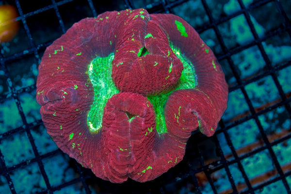 wholesale_coral - saltwater_fish saltwater_coral - rare corals - coralsdepot - Corals_Depot - live_corals - eye - catching - coral quality_marine_fish - quality - marine discoun