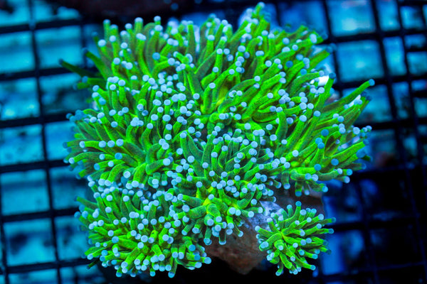 wholesale_coral - saltwater_fish saltwater_coral - rare corals - coralsdepot - Corals_Depot - live_corals - eye - catching - coral quality_marine_fish - quality - marine discoun
