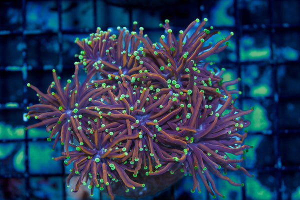 wholesale_coral - saltwater_fish saltwater_coral - rare corals - coralsdepot - Corals_Depot - live_corals - eye - catching - coral quality_marine_fish - quality - marine discoun