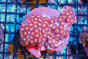 wholesale_coral - saltwater_fish saltwater_coral - rare corals - coralsdepot - Corals_Depot - live_corals - eye - catching - coral quality_marine_fish - quality - marine discoun