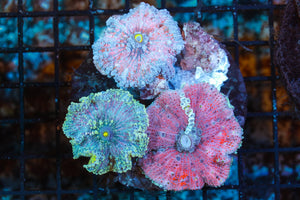 wholesale_coral - saltwater_fish saltwater_coral - rare corals - coralsdepot - Corals_Depot - live_corals - eye - catching - coral quality_marine_fish - quality - marine discoun