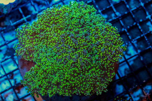 wholesale_coral - saltwater_fish saltwater_coral - rare corals - coralsdepot - Corals_Depot - live_corals - eye - catching - coral quality_marine_fish - quality - marine discoun