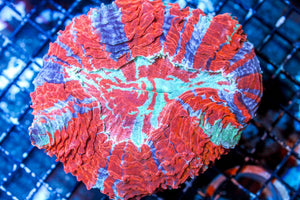 wholesale_coral - saltwater_fish saltwater_coral - rare corals - coralsdepot - Corals_Depot - live_corals - eye - catching - coral quality_marine_fish - quality - marine discoun