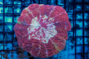 wholesale_coral - saltwater_fish saltwater_coral - rare corals - coralsdepot - Corals_Depot - live_corals - eye - catching - coral quality_marine_fish - quality - marine discoun