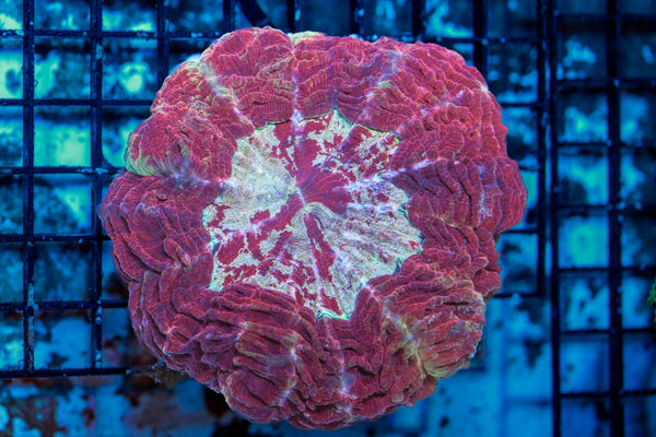 wholesale_coral - saltwater_fish saltwater_coral - rare corals - coralsdepot - Corals_Depot - live_corals - eye - catching - coral quality_marine_fish - quality - marine discoun