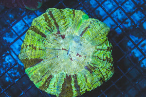 wholesale_coral - saltwater_fish saltwater_coral - rare corals - coralsdepot - Corals_Depot - live_corals - eye - catching - coral quality_marine_fish - quality - marine discoun