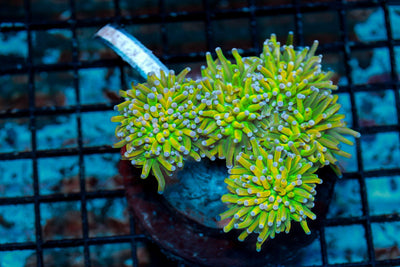 wholesale_coral - saltwater_fish saltwater_coral - rare corals - coralsdepot - Corals_Depot - live_corals - eye - catching - coral quality_marine_fish - quality - marine discoun