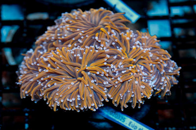 wholesale_coral - saltwater_fish saltwater_coral - rare corals - coralsdepot - Corals_Depot - live_corals - eye - catching - coral quality_marine_fish - quality - marine discoun