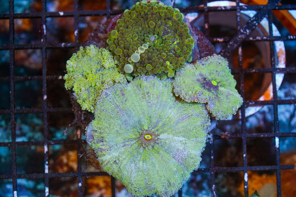 wholesale_coral - saltwater_fish saltwater_coral - rare corals - coralsdepot - Corals_Depot - live_corals - eye - catching - coral quality_marine_fish - quality - marine discoun