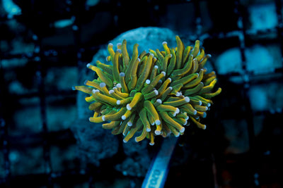 wholesale_coral - saltwater_fish saltwater_coral - rare corals - coralsdepot - Corals_Depot - live_corals - eye - catching - coral quality_marine_fish - quality - marine discoun