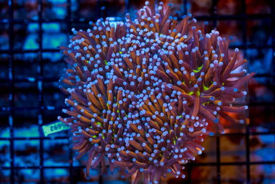 wholesale_coral - saltwater_fish saltwater_coral - rare corals - coralsdepot - Corals_Depot - live_corals - eye - catching - coral quality_marine_fish - quality - marine discoun