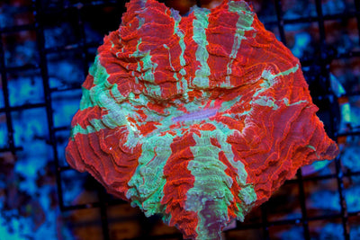 wholesale_coral - saltwater_fish saltwater_coral - rare corals - coralsdepot - Corals_Depot - live_corals - eye - catching - coral quality_marine_fish - quality - marine discoun