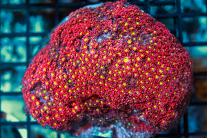 wholesale_coral - saltwater_fish saltwater_coral - rare corals - coralsdepot - Corals_Depot - live_corals - eye - catching - coral quality_marine_fish - quality - marine discoun