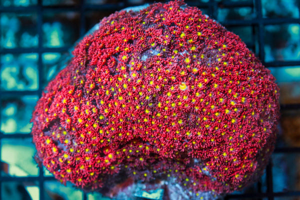 wholesale_coral - saltwater_fish saltwater_coral - rare corals - coralsdepot - Corals_Depot - live_corals - eye - catching - coral quality_marine_fish - quality - marine discoun
