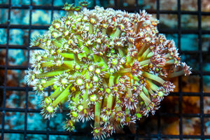 wholesale_coral - saltwater_fish saltwater_coral - rare corals - coralsdepot - Corals_Depot - live_corals - eye - catching - coral quality_marine_fish - quality - marine discoun