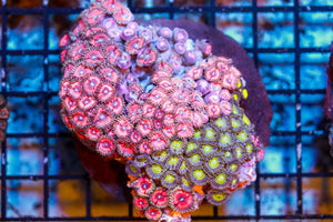 wholesale_coral - saltwater_fish saltwater_coral - rare corals - coralsdepot - Corals_Depot - live_corals - eye - catching - coral quality_marine_fish - quality - marine discoun