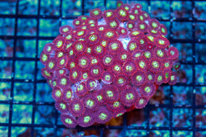 wholesale_coral - saltwater_fish saltwater_coral - rare corals - coralsdepot - Corals_Depot - live_corals - eye - catching - coral quality_marine_fish - quality - marine discoun