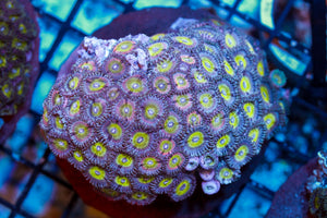wholesale_coral - saltwater_fish saltwater_coral - rare corals - coralsdepot - Corals_Depot - live_corals - eye - catching - coral quality_marine_fish - quality - marine discoun