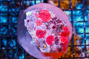 wholesale_coral - saltwater_fish saltwater_coral - rare corals - coralsdepot - Corals_Depot - live_corals - eye - catching - coral quality_marine_fish - quality - marine discoun