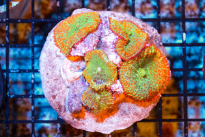 wholesale_coral - saltwater_fish saltwater_coral - rare corals - coralsdepot - Corals_Depot - live_corals - eye - catching - coral quality_marine_fish - quality - marine discoun