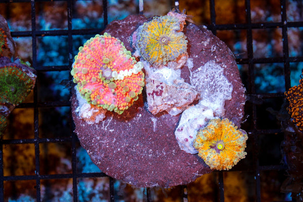 wholesale_coral - saltwater_fish saltwater_coral - rare corals - coralsdepot - Corals_Depot - live_corals - eye - catching - coral quality_marine_fish - quality - marine discoun