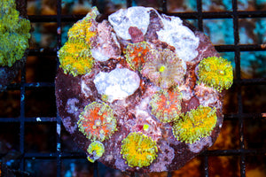 wholesale_coral - saltwater_fish saltwater_coral - rare corals - coralsdepot - Corals_Depot - live_corals - eye - catching - coral quality_marine_fish - quality - marine discoun