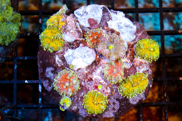 wholesale_coral - saltwater_fish saltwater_coral - rare corals - coralsdepot - Corals_Depot - live_corals - eye - catching - coral quality_marine_fish - quality - marine discoun