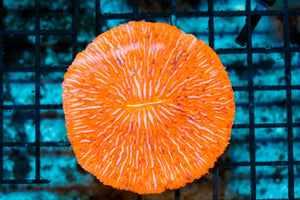 wholesale_coral - saltwater_fish saltwater_coral - rare corals - coralsdepot - Corals_Depot - live_corals - eye - catching - coral quality_marine_fish - quality - marine discoun