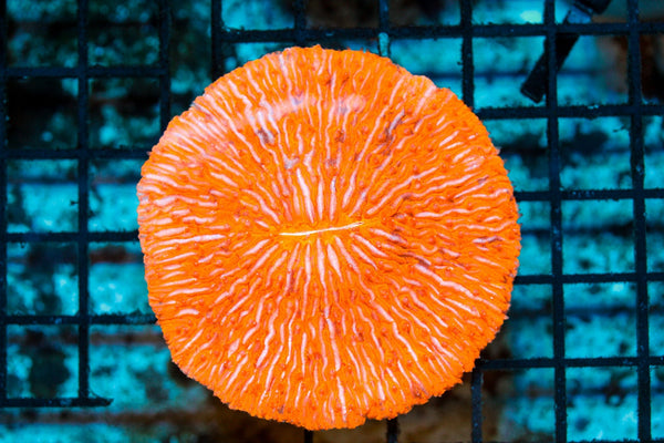 wholesale_coral - saltwater_fish saltwater_coral - rare corals - coralsdepot - Corals_Depot - live_corals - eye - catching - coral quality_marine_fish - quality - marine discoun