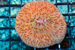 wholesale_coral - saltwater_fish saltwater_coral - rare corals - coralsdepot - Corals_Depot - live_corals - eye - catching - coral quality_marine_fish - quality - marine discoun
