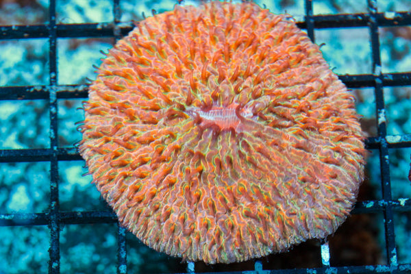wholesale_coral - saltwater_fish saltwater_coral - rare corals - coralsdepot - Corals_Depot - live_corals - eye - catching - coral quality_marine_fish - quality - marine discoun